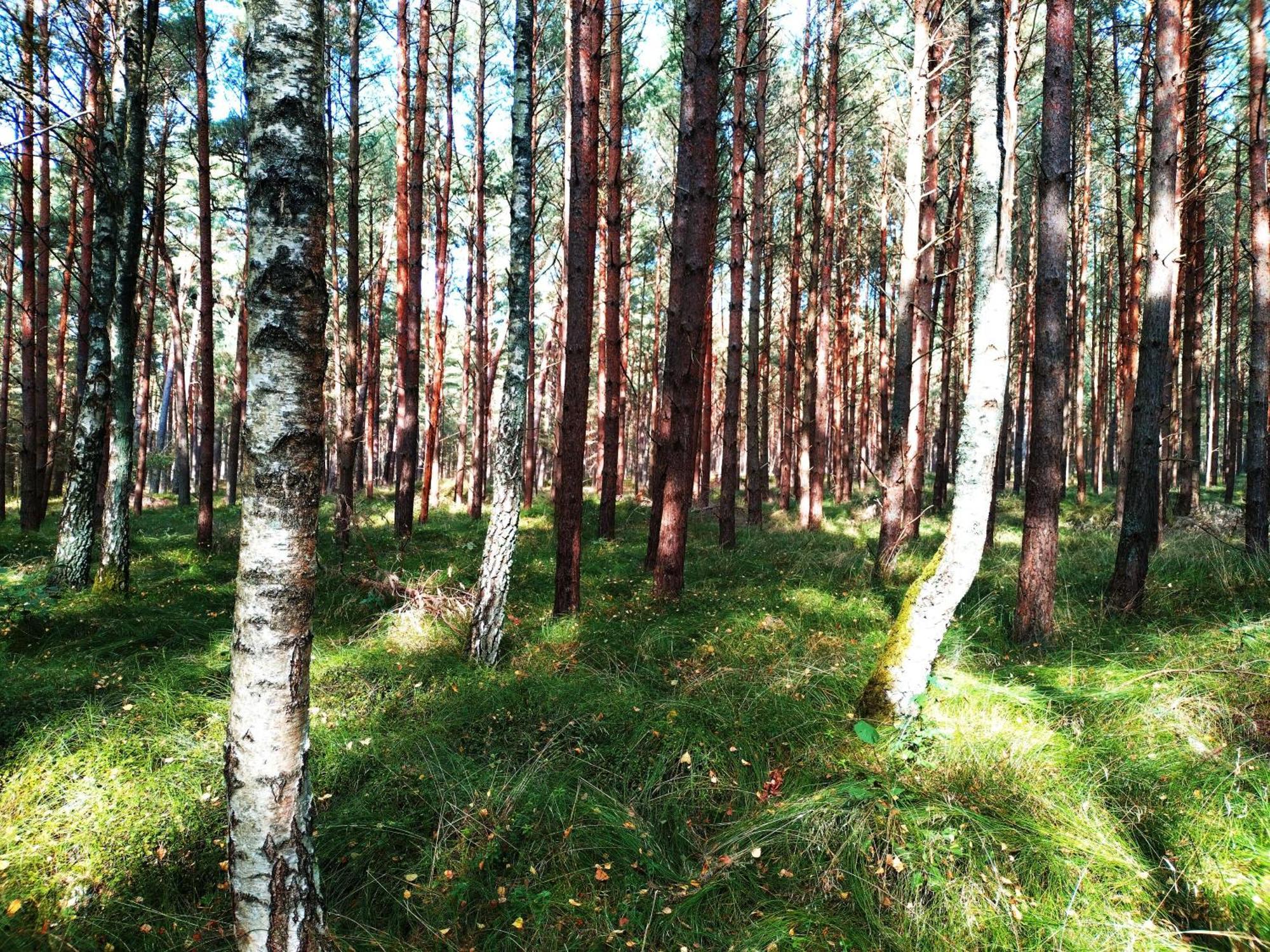 Niebieska Fala * Rowy (Pomerania)
